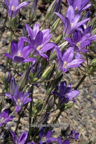 brodiaea elegans ssp elegans 5 graphic